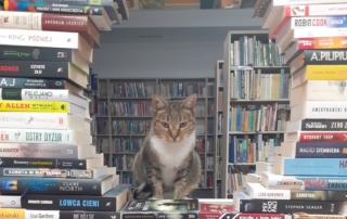 Zdjęcie bibliotecznej kotki